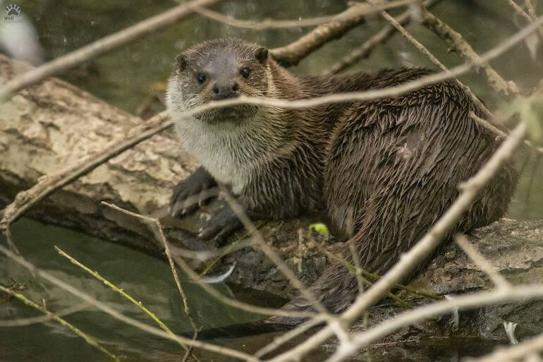 In Italia la lontra è in pericolo, ma a sorpresa torna nel Lazio