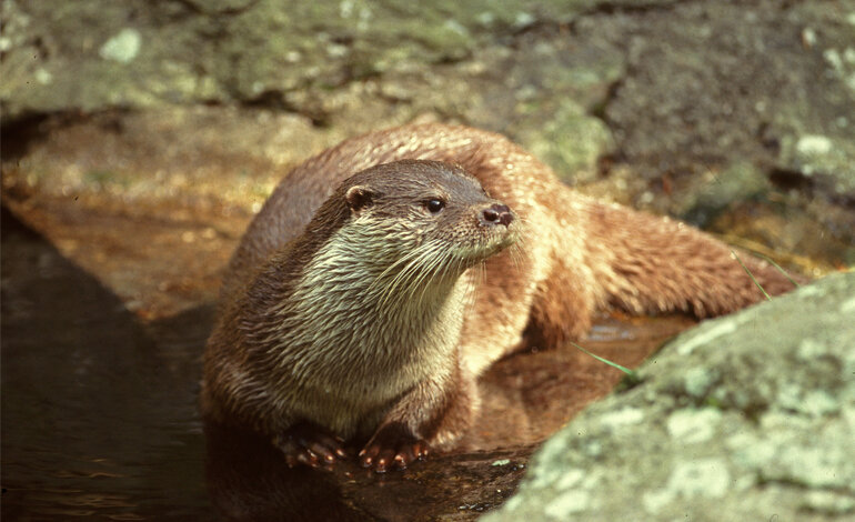 In Italia la lontra è in pericolo, ma a sorpresa torna nel Lazio