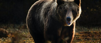 L'orso in Trentino: lasciamo la parola agli esperti