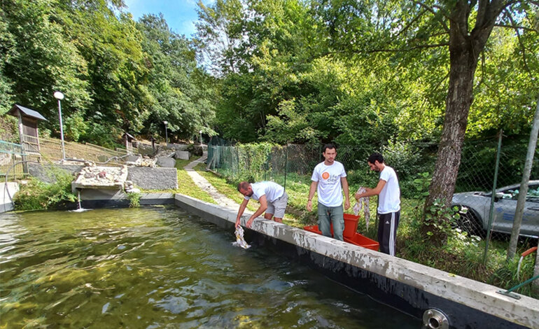 I piccoli gamberi di fiume raggiungono i corsi d’acqua