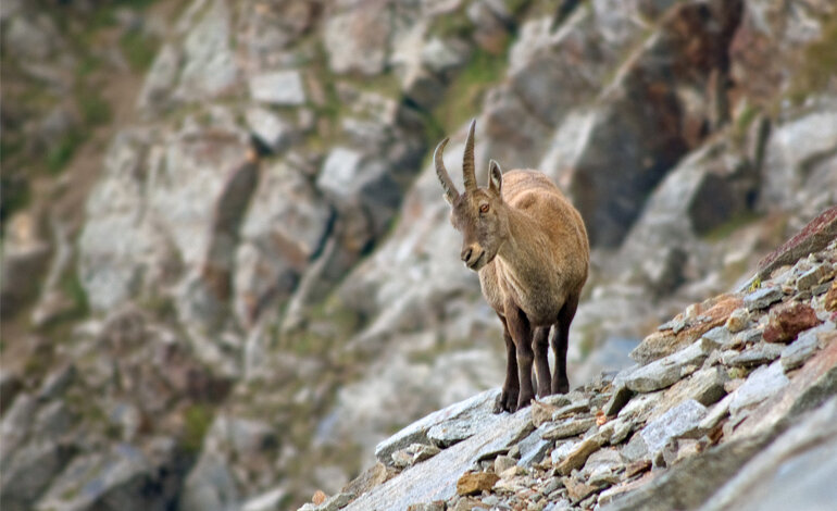 A Cogne la comunità scientifica parla degli Ungulati di Montagna
