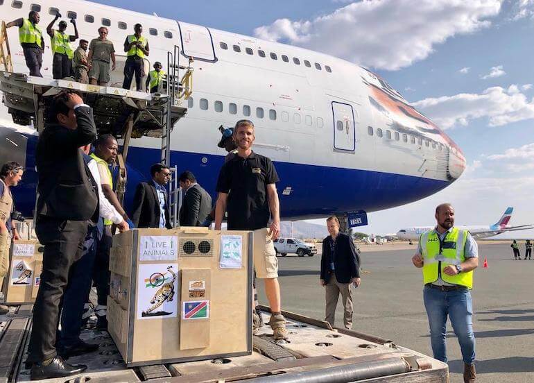 ghepardi reintrodotti Il Boeing destinato alla trasferta dei ghepardi