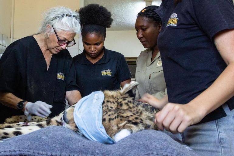 I veterinari del CCF hanno monitorato i ghepardi