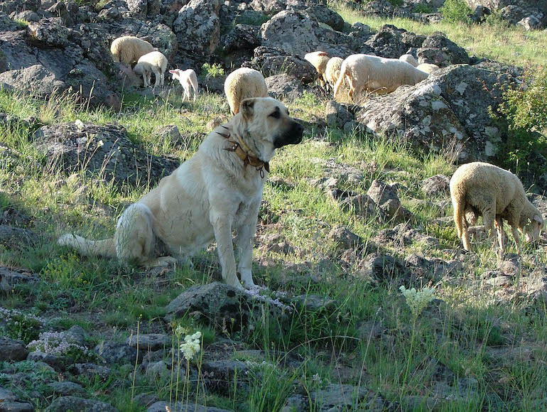 pastore dell’Anatolia
