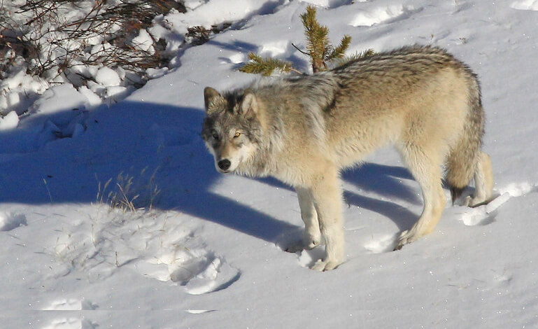 lupo a Yellowstone