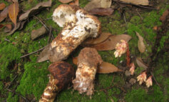 Matsutake, il fungo più antico e prezioso del mondo