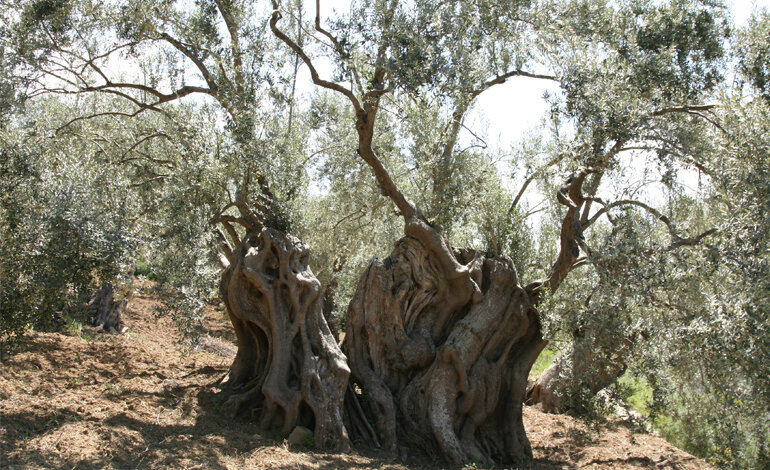 Gli alberi monumentali sotto la lente dei maggiori esperti di botanica