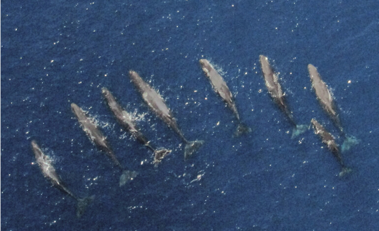 cuccioli capodogli