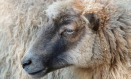 La filiera della lana di pecora in Lombardia è in grave difficoltà