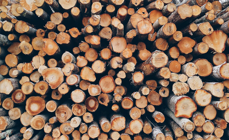 Il mondo deve fermare la deforestazione e utilizzare le foreste in modo sostenibile