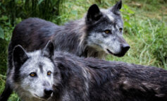 Per sopravvivere al cimurro, i lupi in Nord America cambiano colore