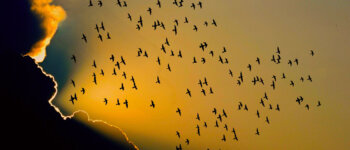Le migrazioni degli uccelli stanno cambiando a causa del clima