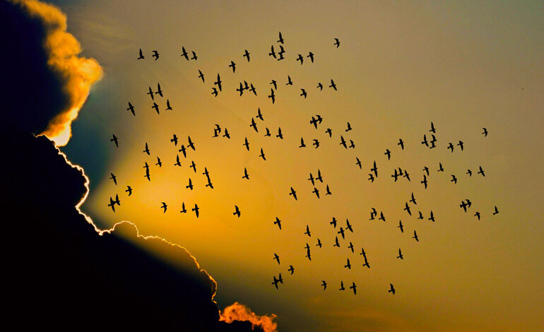 Le migrazioni degli uccelli stanno cambiando a causa del clima