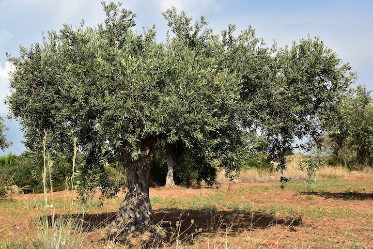 Il cuore degli alberi Il cuore degli alberi