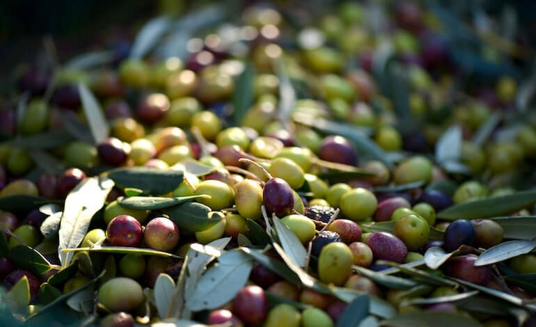 il segreto dell'olivo