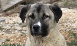 Il cane da pastore dell’Anatolia, guardiano delle greggi