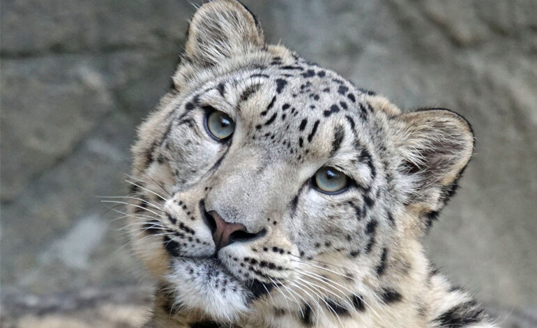 Snow Leopard Day, la giornata mondiale del leopardo delle nevi