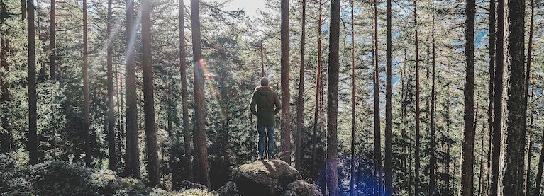 l'uomo e gli alberi
