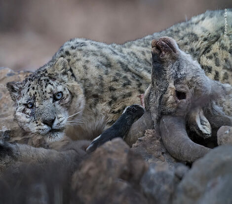 Visita guidata a tema: “Predatori”