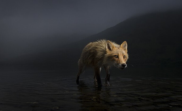 Visita guidata alla mostra Wildlife Photographer of the Year
