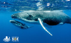Le balene, dalle lunghe migrazioni alla regolazione del clima
