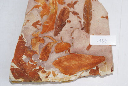 Glossopteris