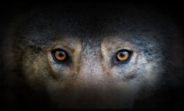 Entrare nella mente del lupo per raccontare la coesistenza tra uomo e predatore