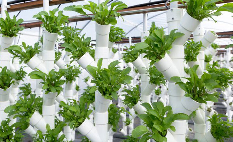 Nuove soluzioni per un futuro alimentare migliore