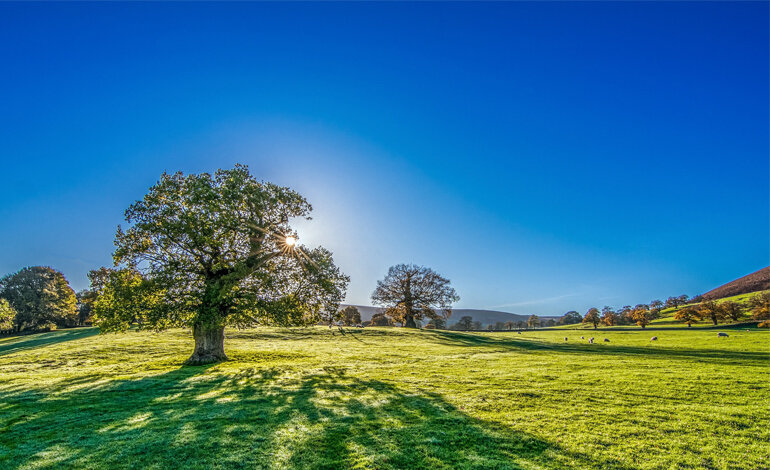 Una bella occasione per fermarci… “Di fronte agli alberi”