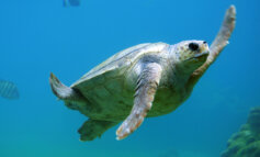 Un protocollo per rilasciare in mare cetacei e tartarughe catturati nelle reti
