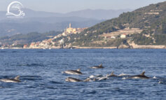 Avvistamento record di delfini a due passi dalla costa