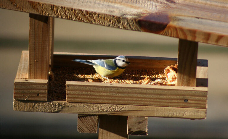 Cassette nido e mangiatoie per offrire un ristoro agli uccelli