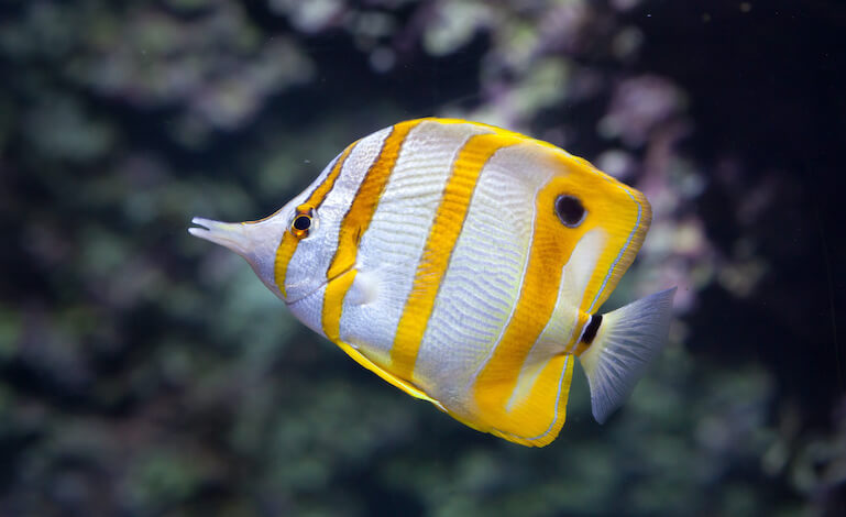 pesce farfalla