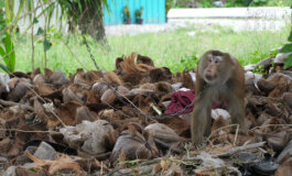 Le scimmie schiave in Thailandia per raccogliere il cocco