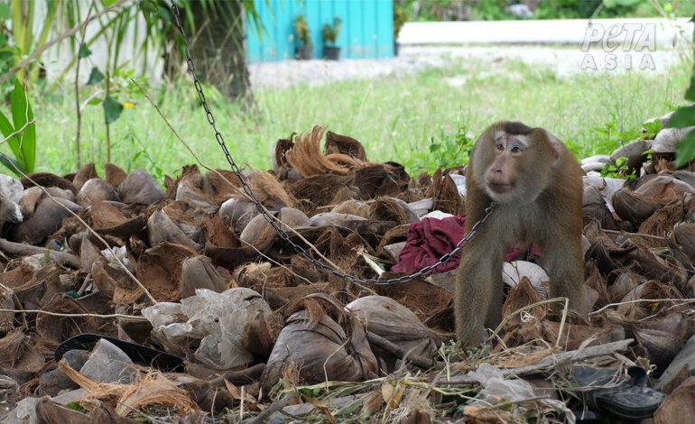 Le scimmie schiave in Thailandia per raccogliere il cocco