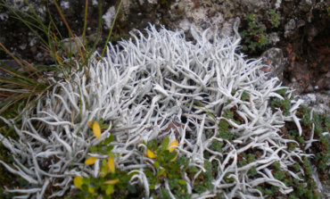 La biodiversità lichenica del Parco naturale Paneveggio Pale di San Martino