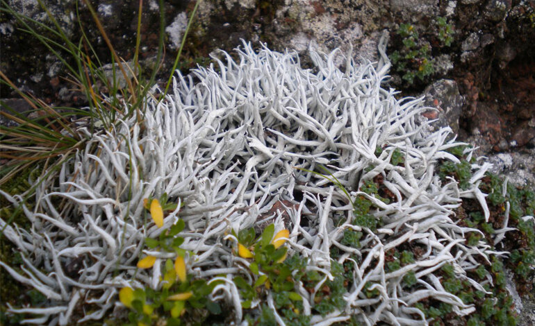 La biodiversità lichenica del Parco naturale Paneveggio Pale di San Martino