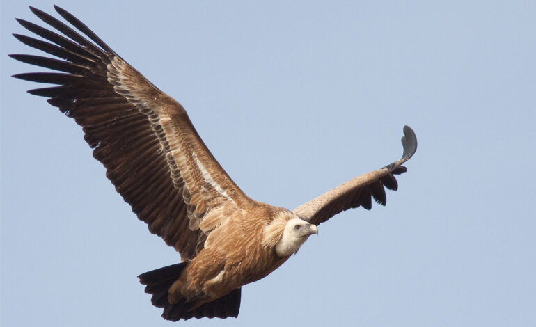 Lo stato di conservazione dei vertebrati italiani
