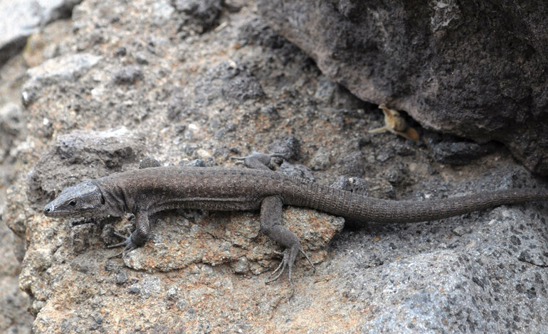 I vertebrati italiani a rischio estinzione