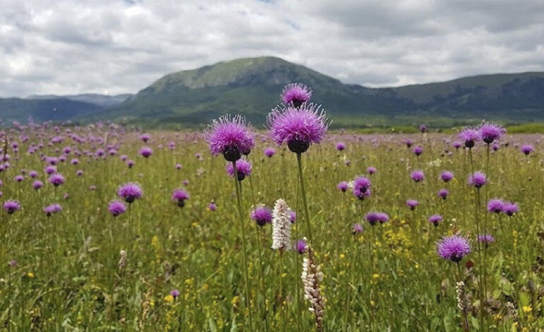 La Corte Costituzionale dichiara illegittima la Legge regionale “taglia Parco”