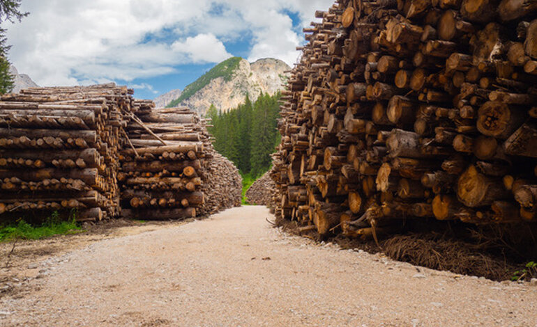 Si distruggono le foreste per produrre energia definita “rinnovabile”
