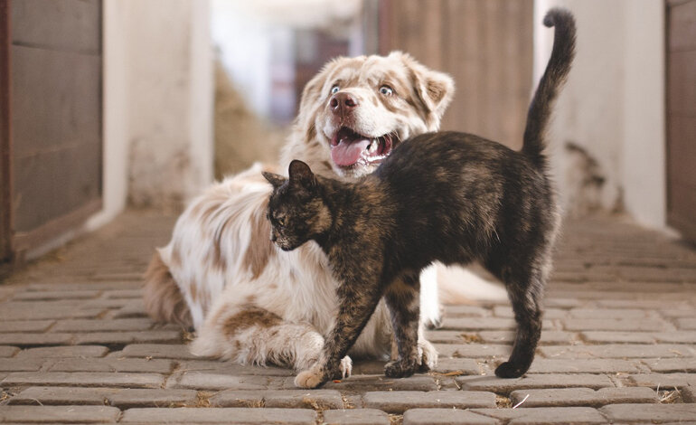Il diritto privato degli animali, da compagnia e da allevamento