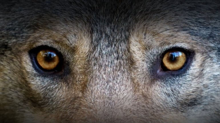 Seguiamo un lupo in dispersione nella sua avventura alla scoperta di