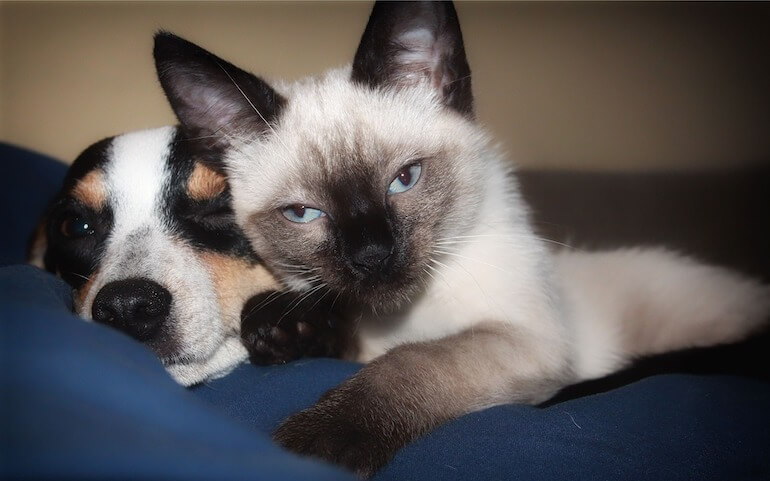 diritto privato degli animali