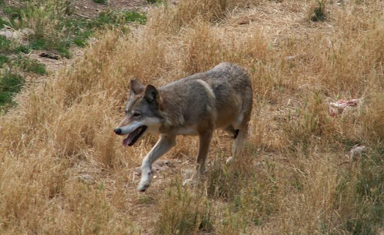 Quattro lupi avvelenati: la fobia che porta all’illegalità