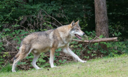 No alla riduzione dello status di protezione del lupo in Europa