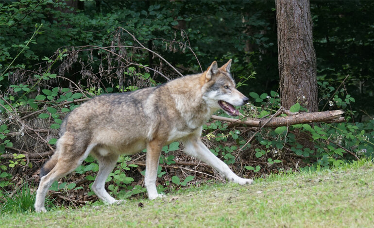 No alla riduzione dello status di protezione del lupo in Europa