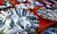 Risorse ittiche e stato della pesca: il rapporto della FAO