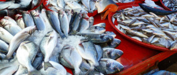 Risorse ittiche e stato della pesca: il rapporto della FAO