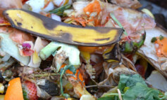 Un “Anno del Cibo” contro lo spreco alimentare